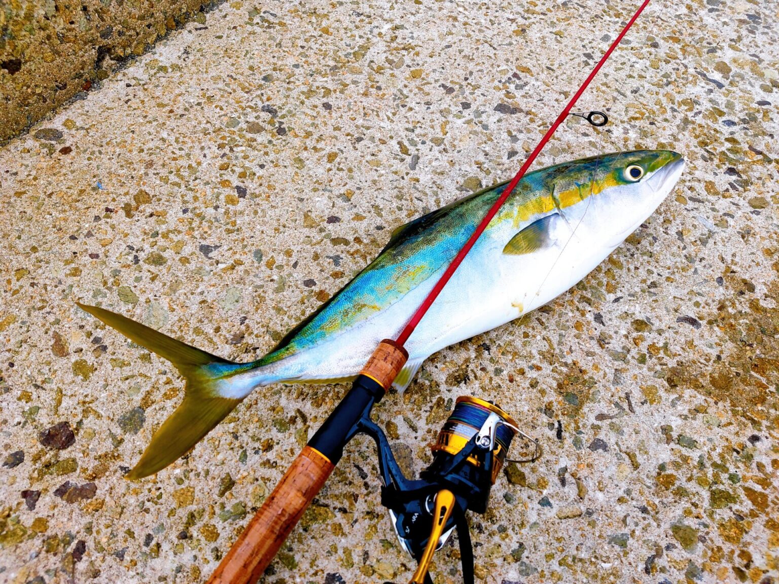【鱒レンジャーで青物達成】大物の限界を海釣りで体験? - もんげー釣りブログ